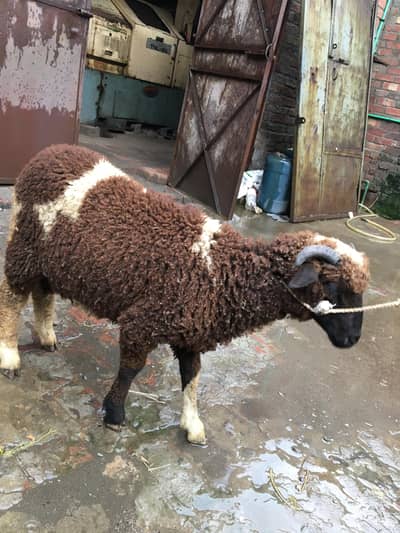 sheepp