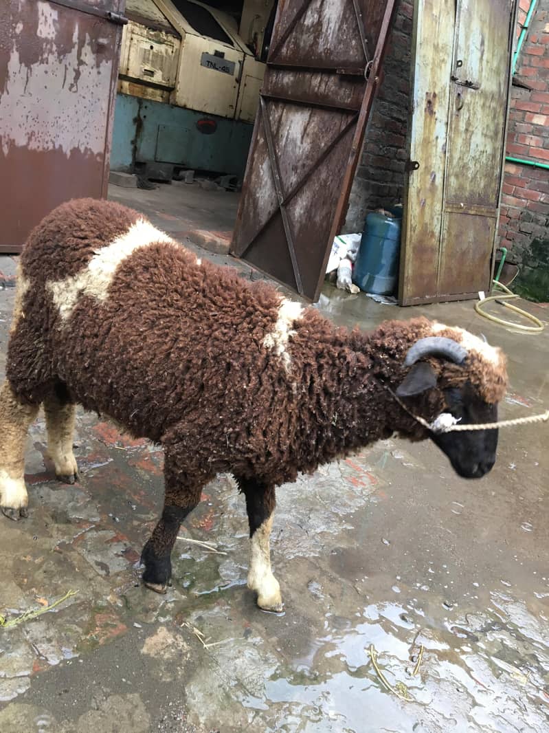 sheepp 0