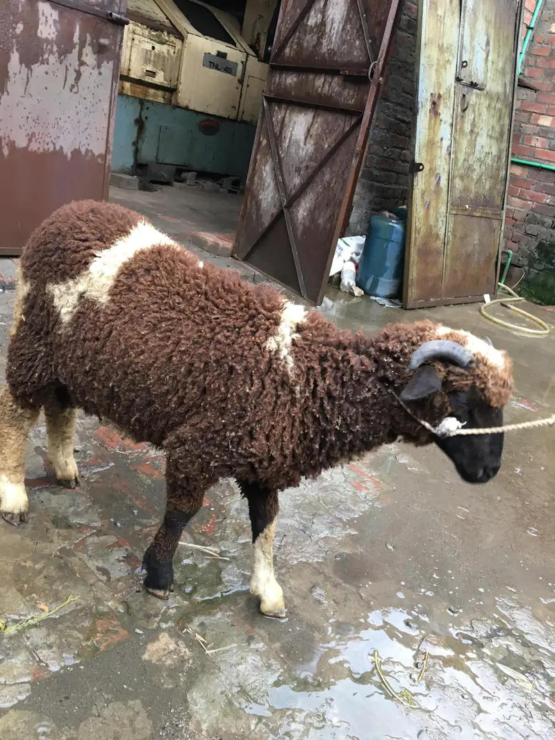 sheepp