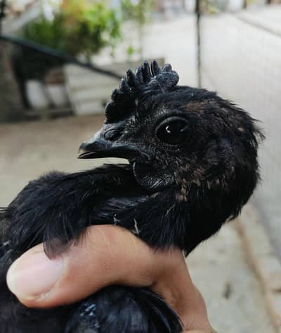 ayam cemany pair health and active hain