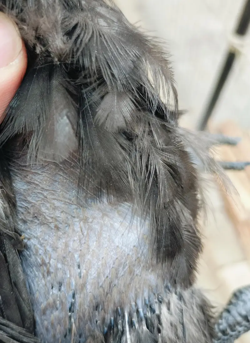 ayam cemany pair health and active hain — photo 3