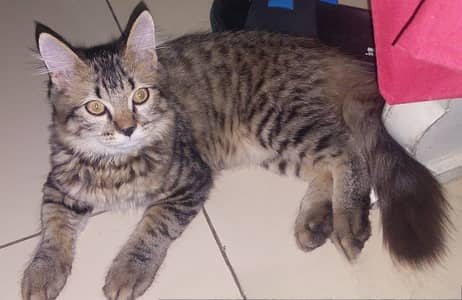 Half breed Persian cat