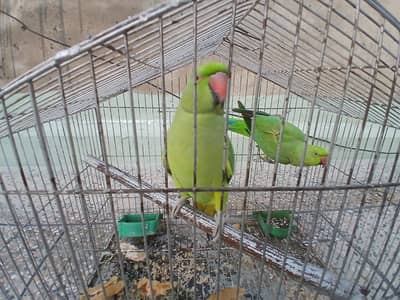 Ringneck
