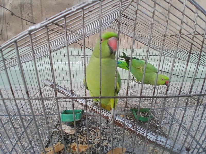 Ringneck 0