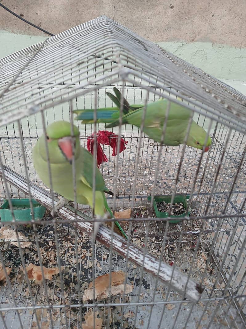 Ringneck 1