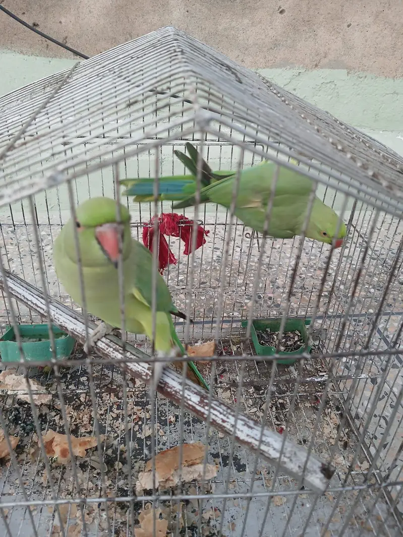Ringneck — photo 2
