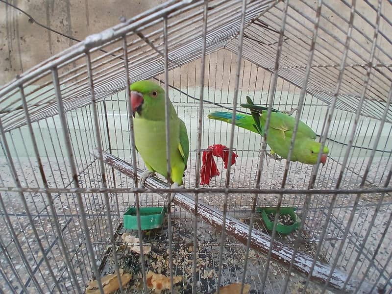 Ringneck 2