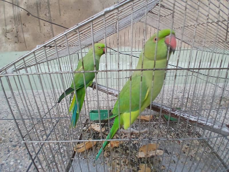 Ringneck 3