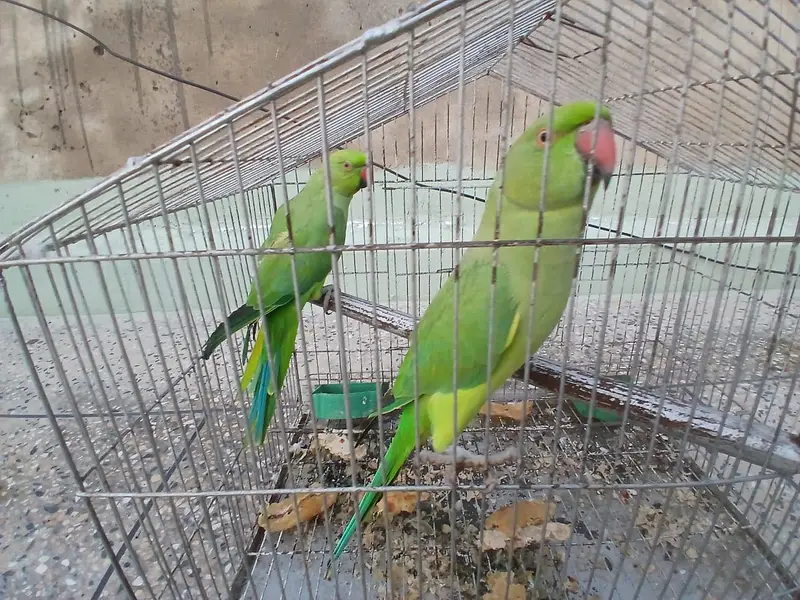 Ringneck — photo 4