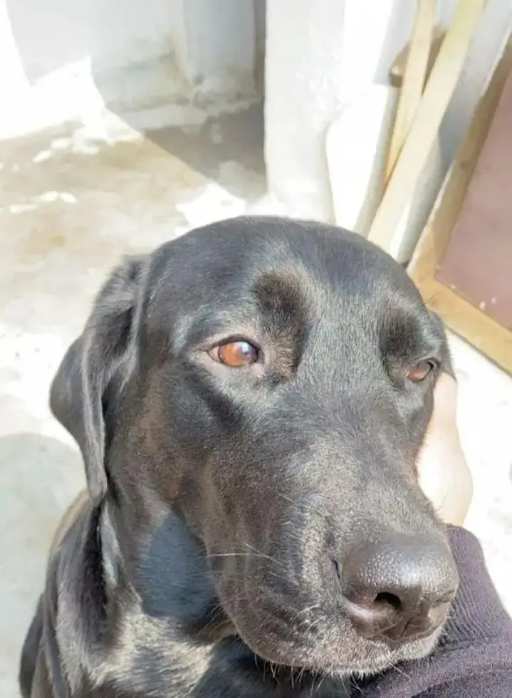 britsh black lebrador female — photo 2