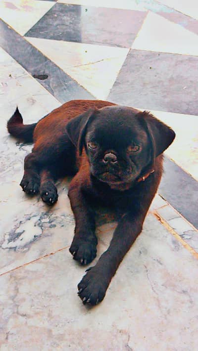 Pug Puppy