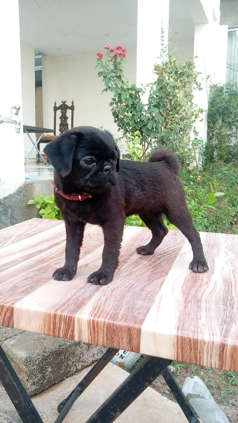 Pug Puppy — photo 2