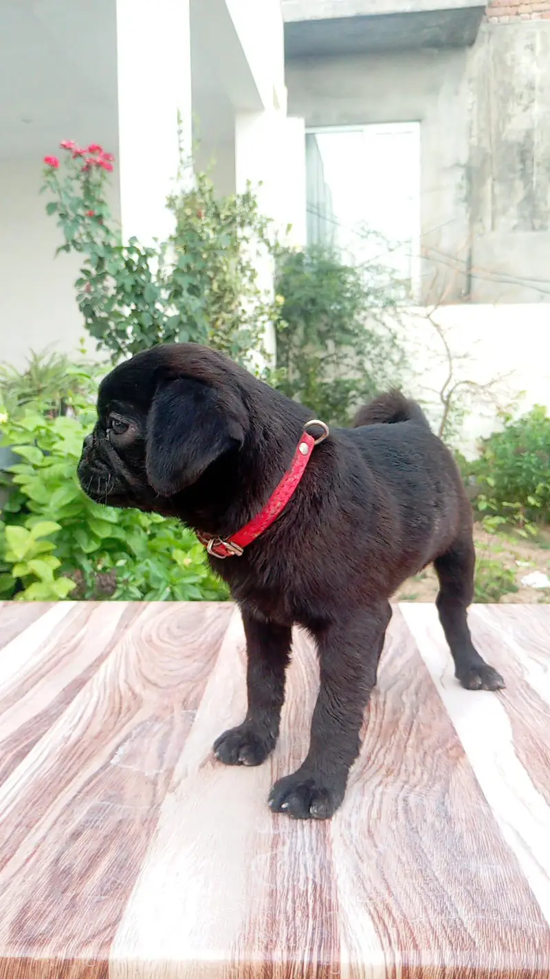 Pug Puppy — photo 3