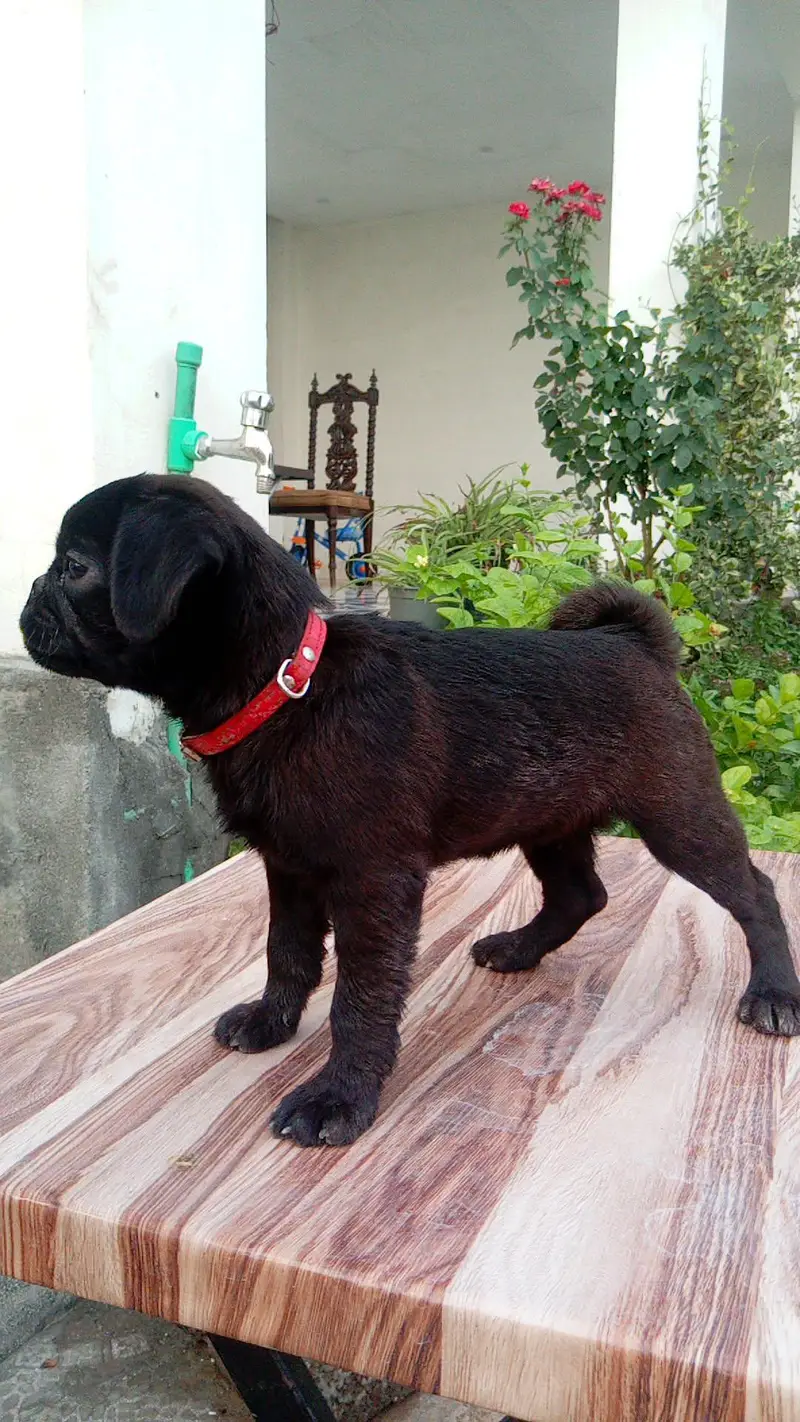 Pug Puppy — photo 4