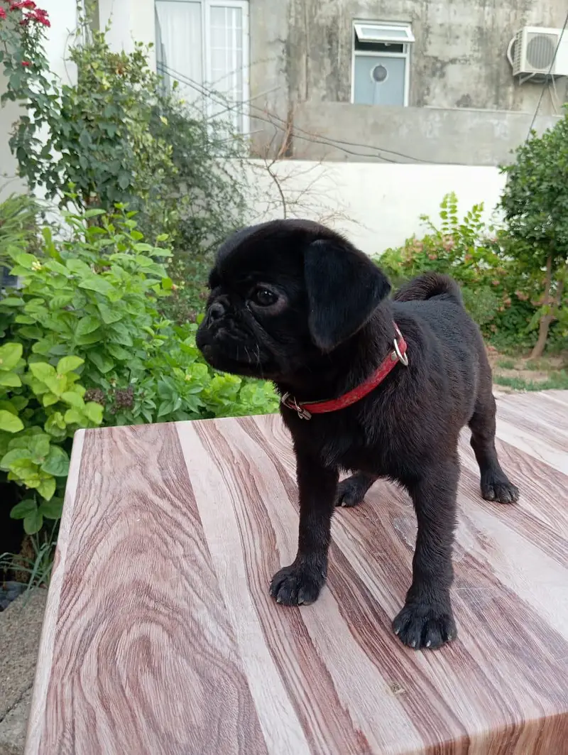 Pug Puppy — photo 5