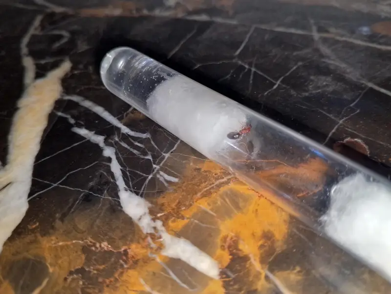 Plastic Test Tube Starter Kit Setup for Hobbyists — photo 2