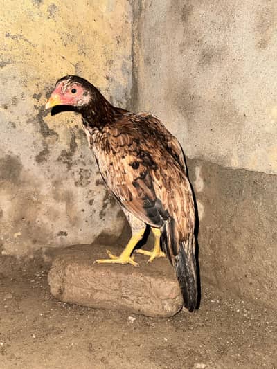 High Quality Aseel mianwali females patiyan for sale