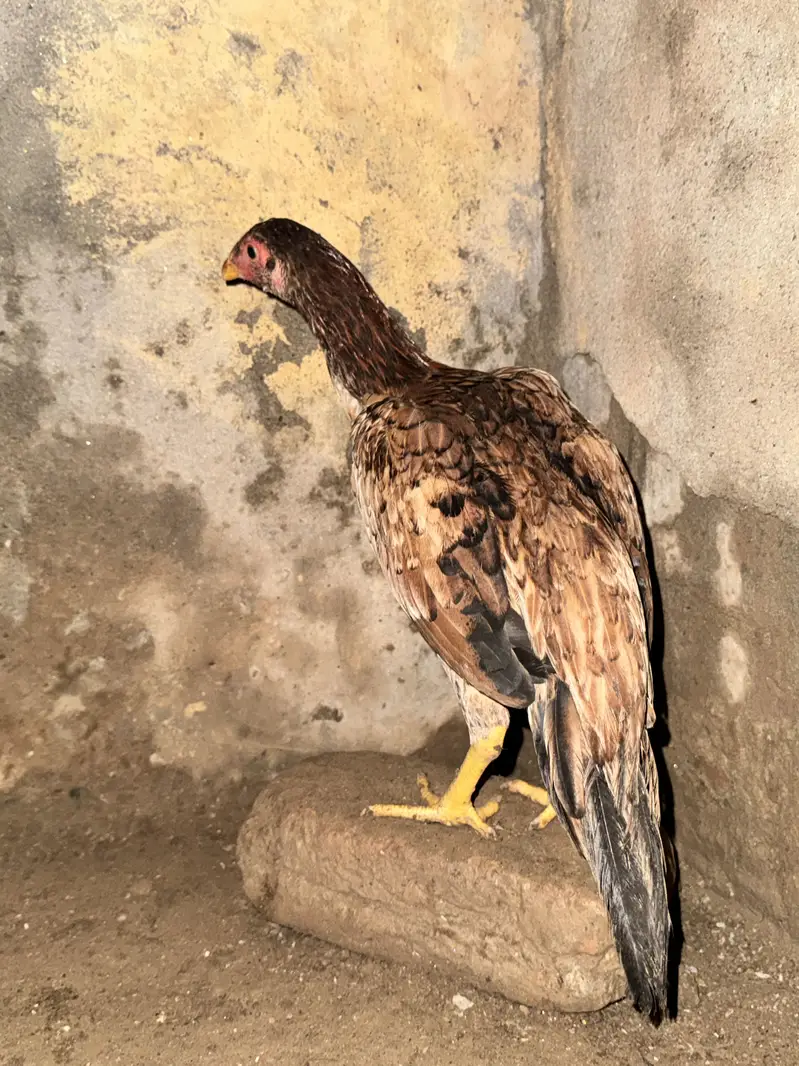 High Quality Aseel mianwali females patiyan for sale — photo 2