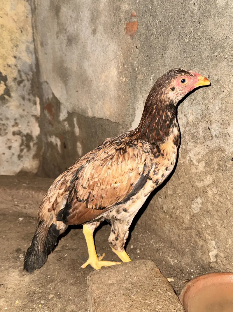 High Quality Aseel mianwali females patiyan for sale — photo 3