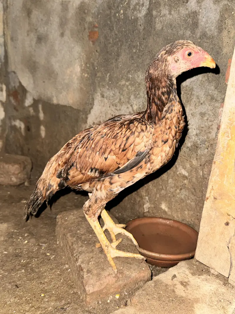 High Quality Aseel mianwali females patiyan for sale — photo 4