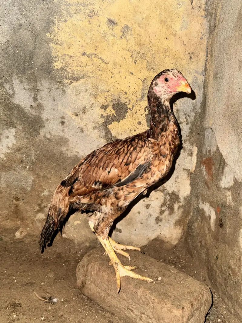 High Quality Aseel mianwali females patiyan for sale — photo 5