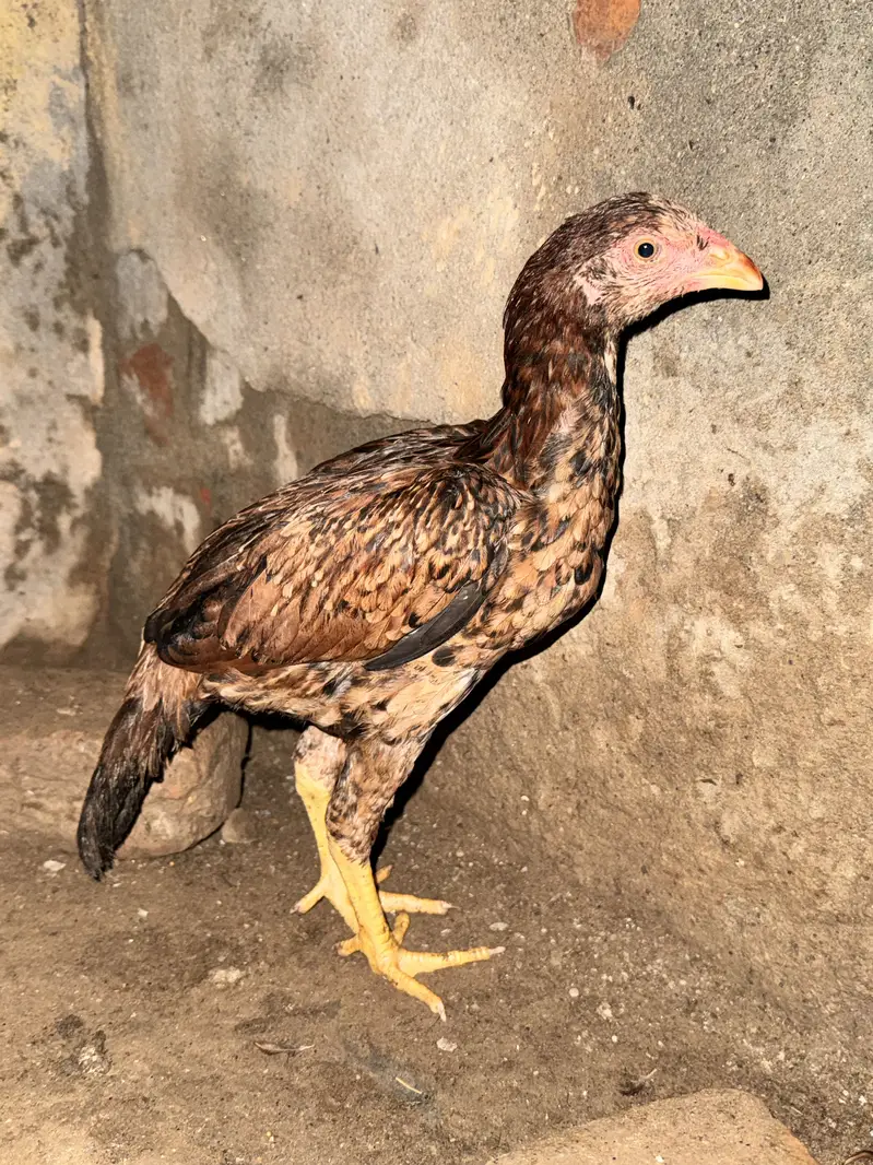 High Quality Aseel mianwali females patiyan for sale — photo 6