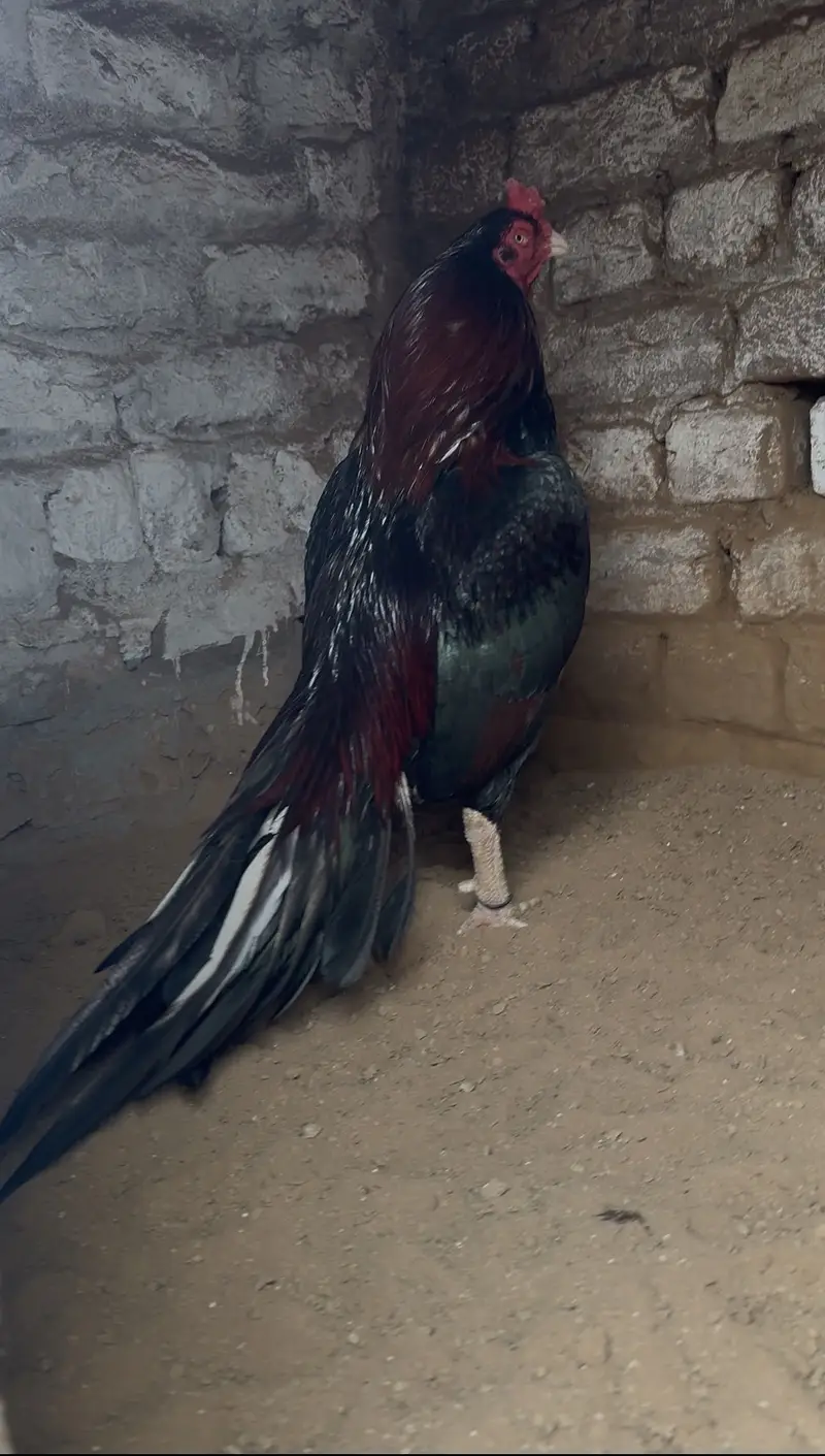 High Quality Aseel mianwali females patiyan for sale — photo 7