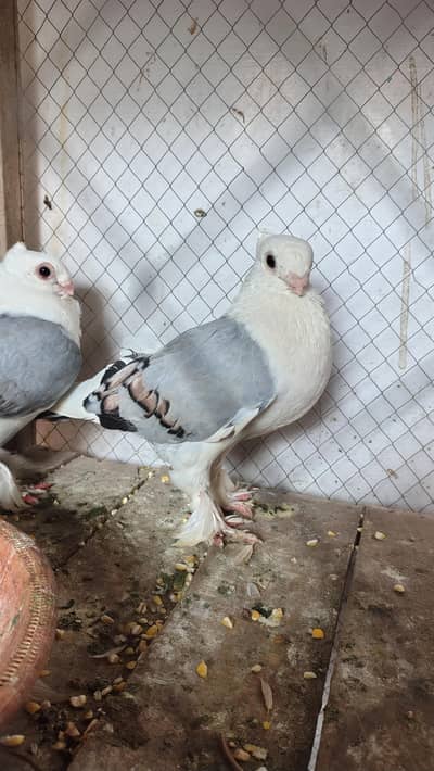 sentinent pigeon pair