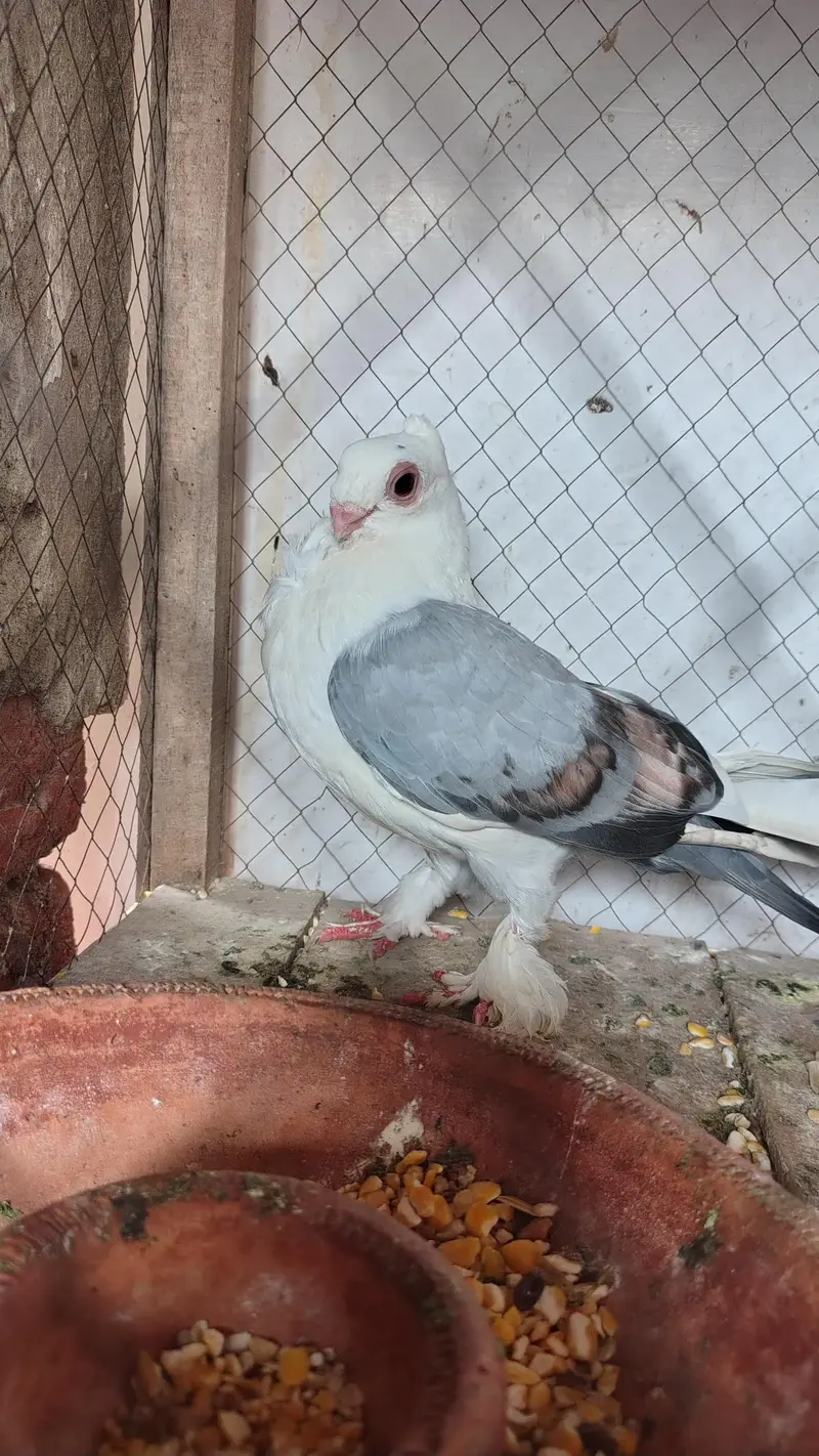 sentinent pigeon pair — photo 2