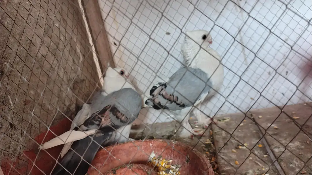 sentinent pigeon pair — photo 3