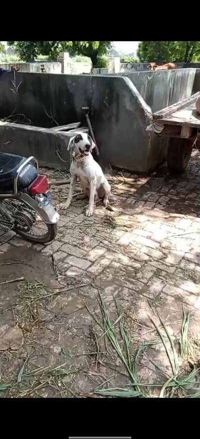 bullygultair.