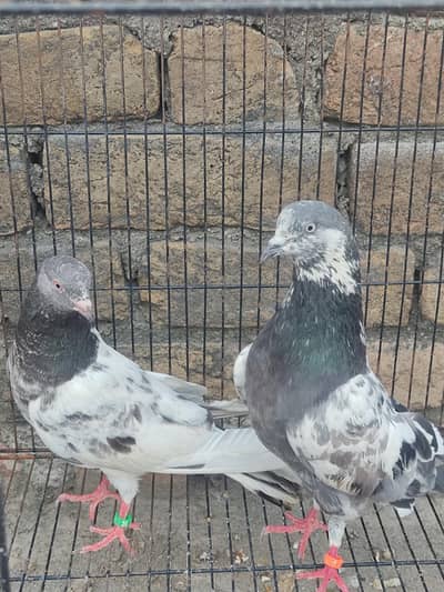 Healthy Kabootar Pairs for Sale |  Fancy Pair + 1 Udane Wala Pair