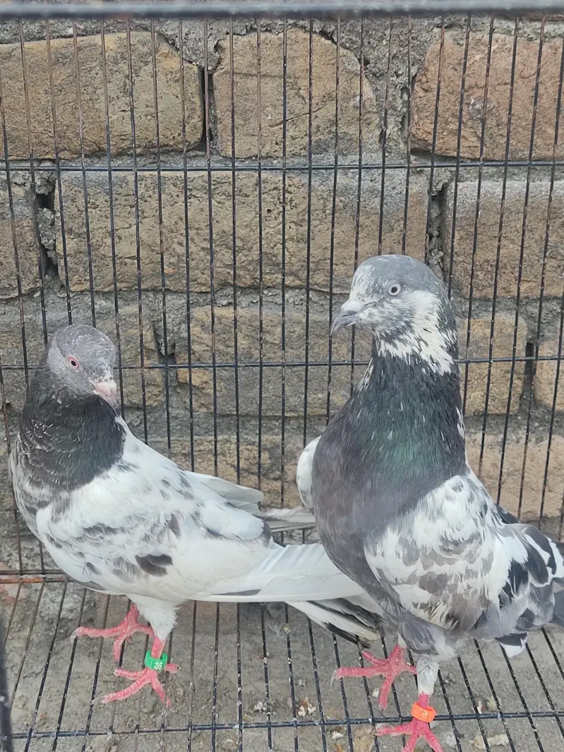 Healthy Kabootar Pairs for Sale |  Fancy Pair + 1 Udane Wala Pair