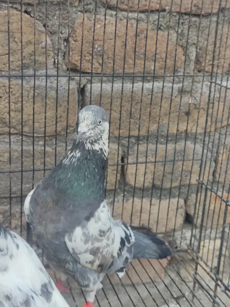 Healthy Kabootar Pairs for Sale |  Fancy Pair + 1 Udane Wala Pair — photo 2