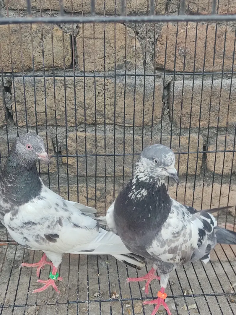 Healthy Kabootar Pairs for Sale |  Fancy Pair + 1 Udane Wala Pair — photo 3