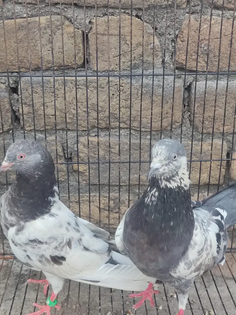 Healthy Kabootar Pairs for Sale |  Fancy Pair + 1 Udane Wala Pair — photo 4