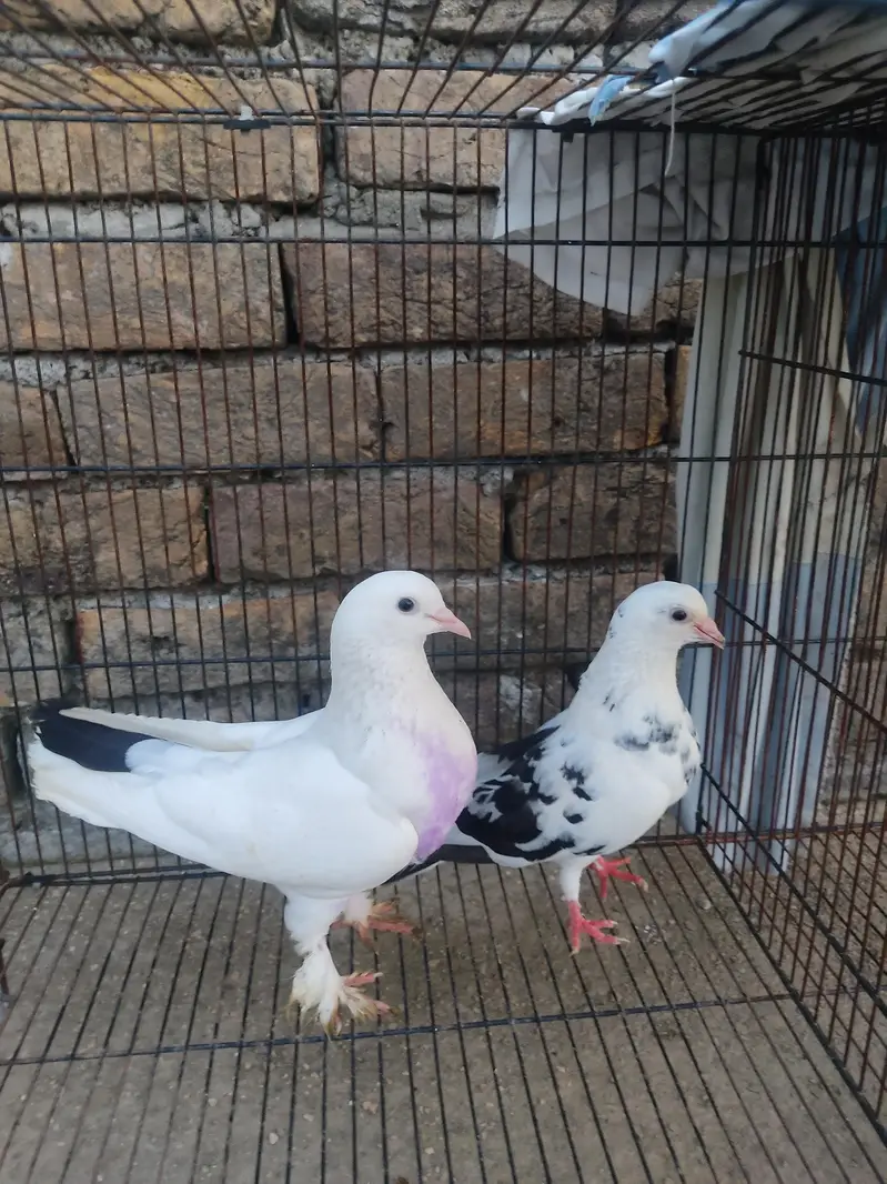 Healthy Kabootar Pairs for Sale |  Fancy Pair + 1 Udane Wala Pair — photo 5