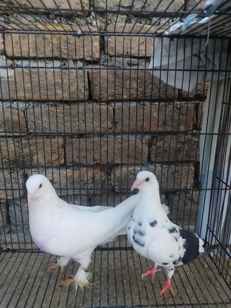 Healthy Kabootar Pairs for Sale |  Fancy Pair + 1 Udane Wala Pair — photo 6
