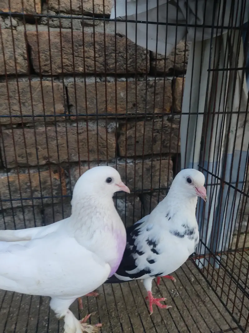 Healthy Kabootar Pairs for Sale |  Fancy Pair + 1 Udane Wala Pair — photo 7