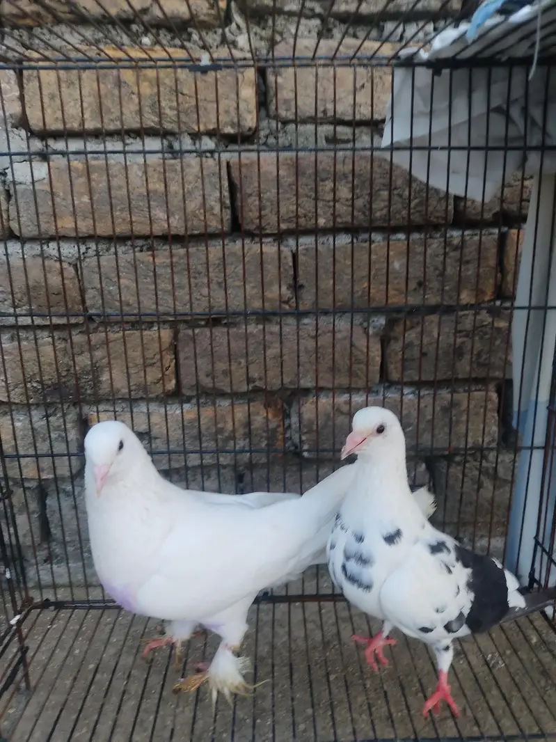 Healthy Kabootar Pairs for Sale |  Fancy Pair + 1 Udane Wala Pair — photo 8