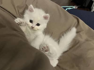 Persian kittens urgent sale