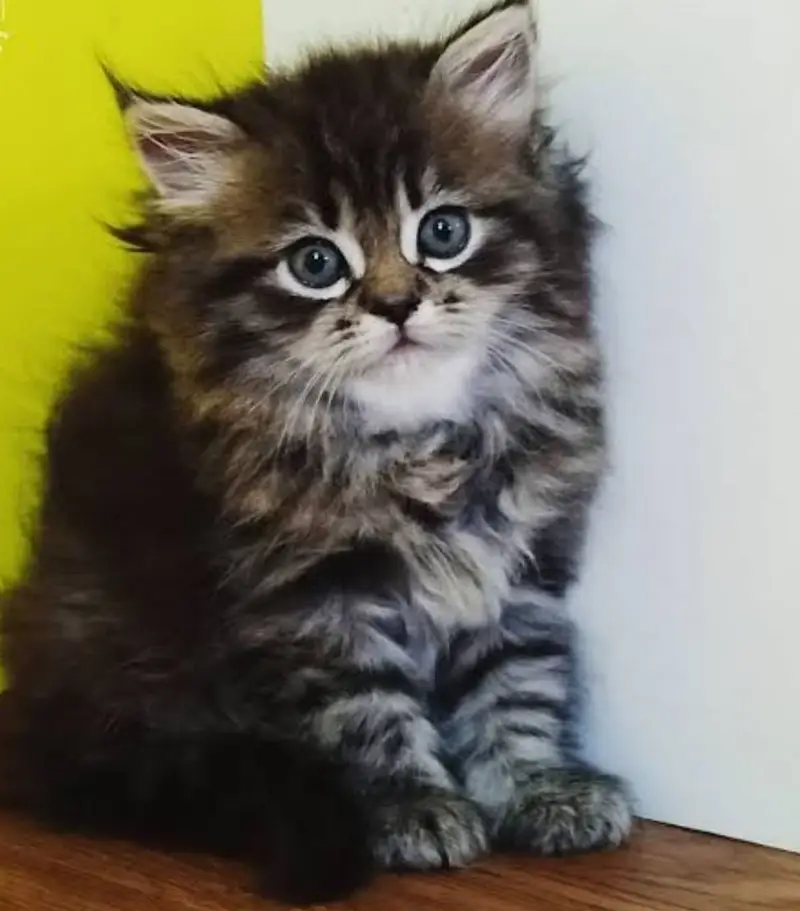 Persian kittens urgent sale — photo 2