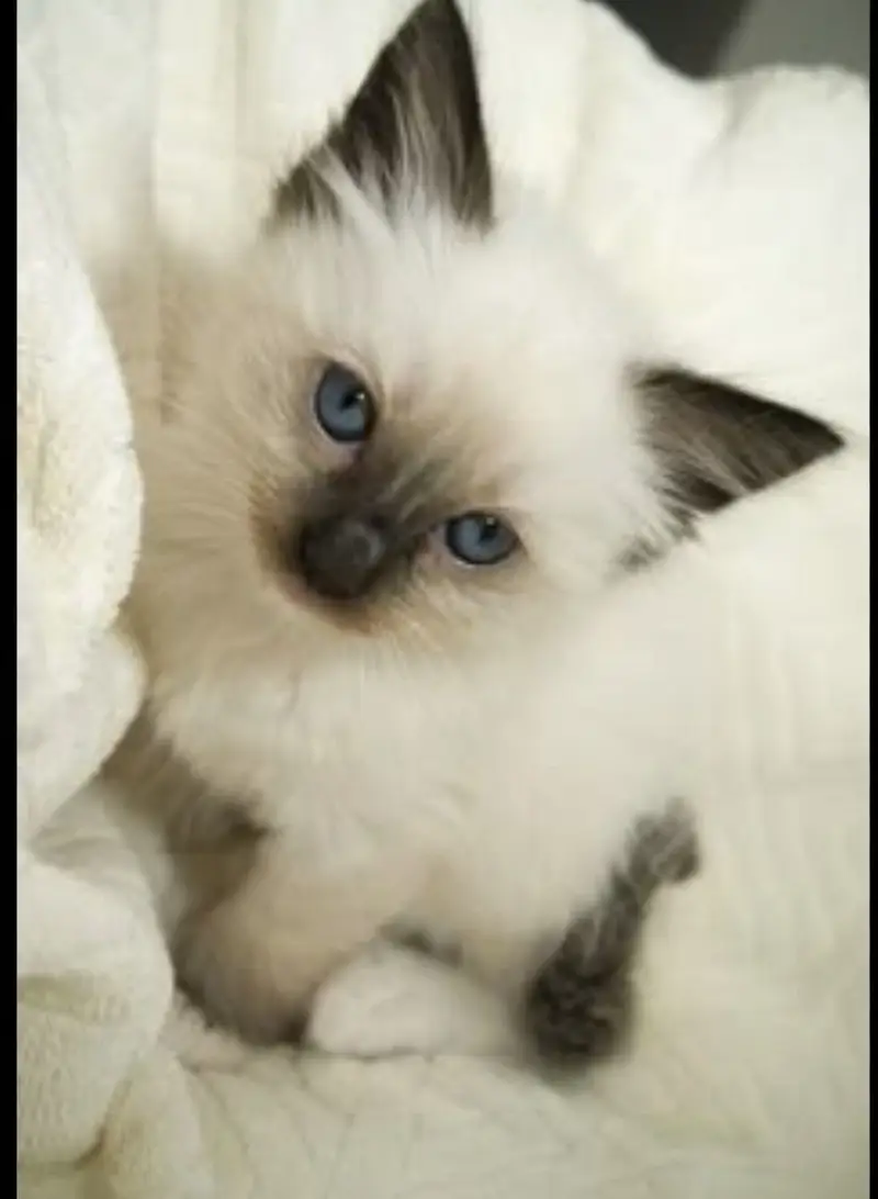Persian kittens urgent sale — photo 3