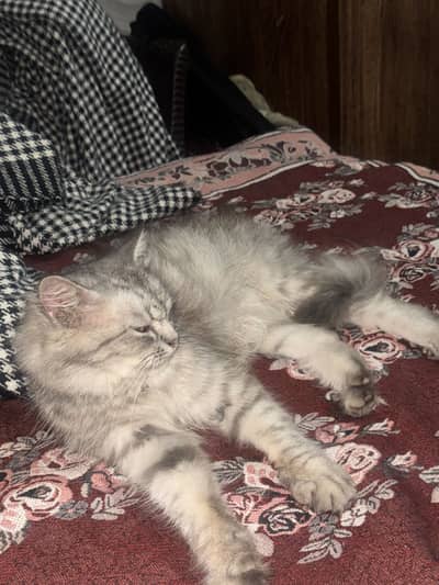 Persian cat