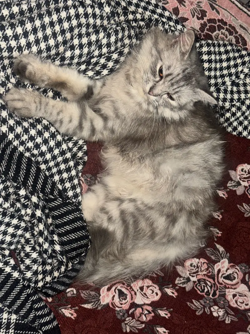 Persian cat — photo 2
