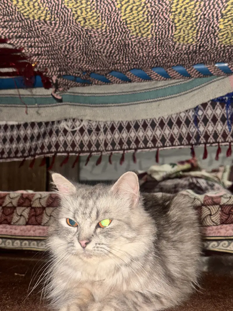 Persian cat — photo 3