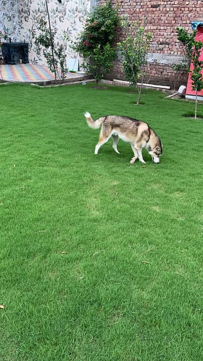 Beautiful dog