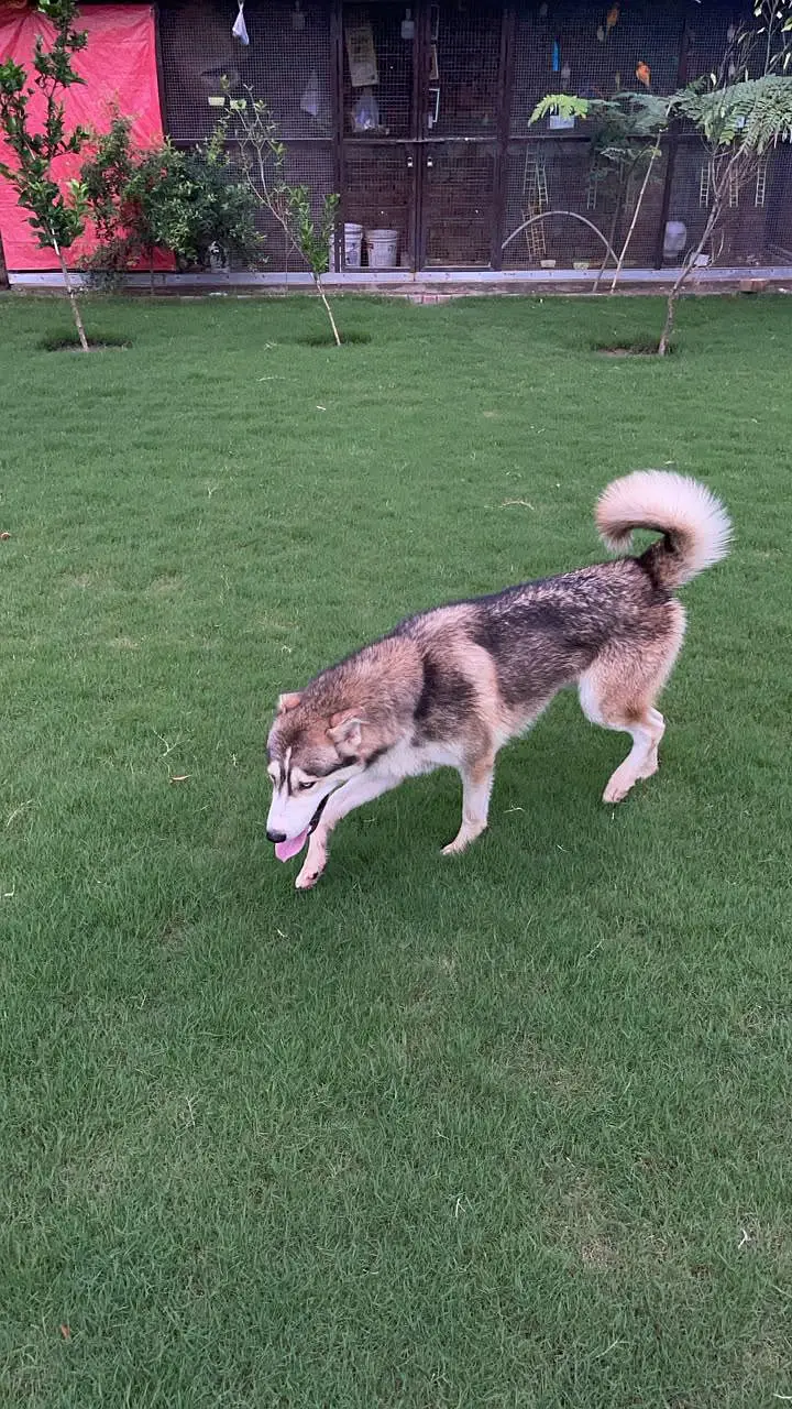 Beautiful dog — photo 2