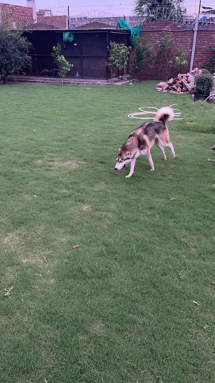 Beautiful dog — photo 3
