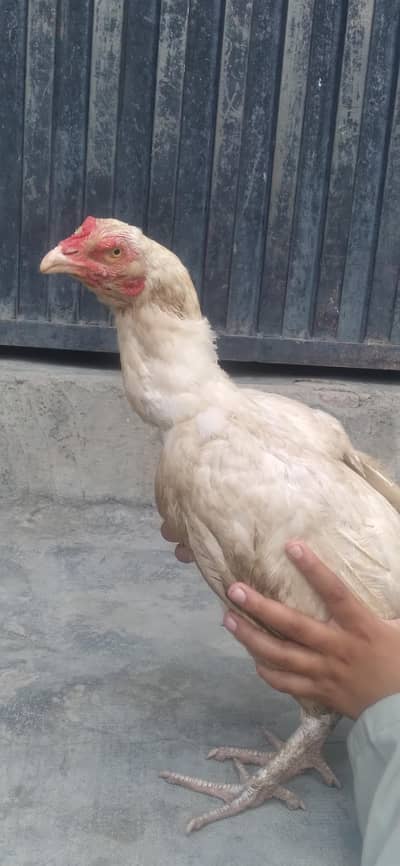 murgi aseel